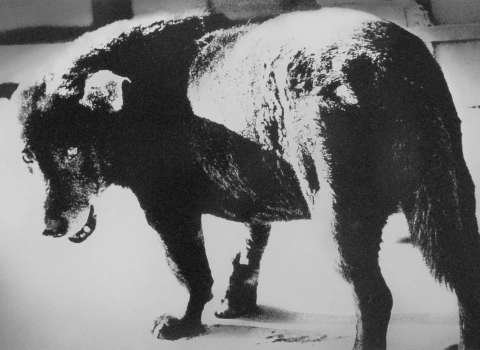 04 straydog E