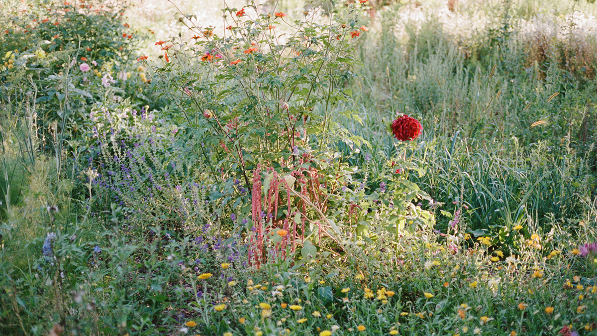 Creative Blood Georgia Hilmer 150dpi 04 v3.jpg reduced