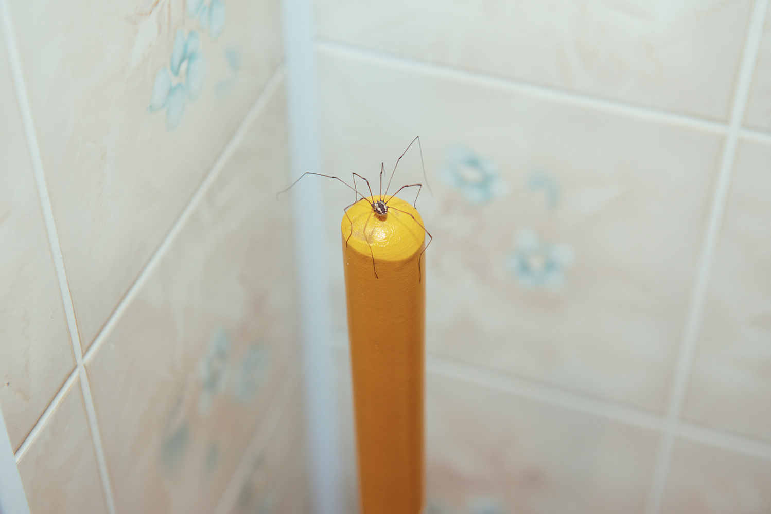 Kourtney NORTHERN NOIR