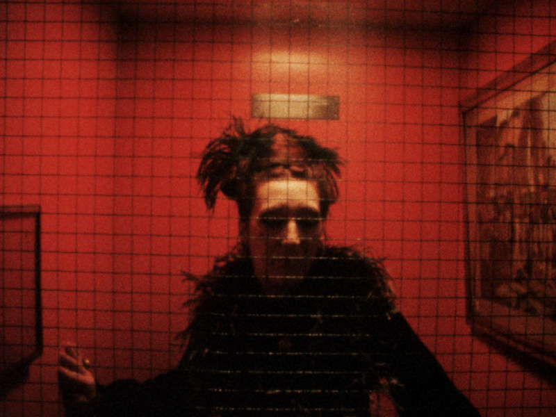 Nightshift robina rose